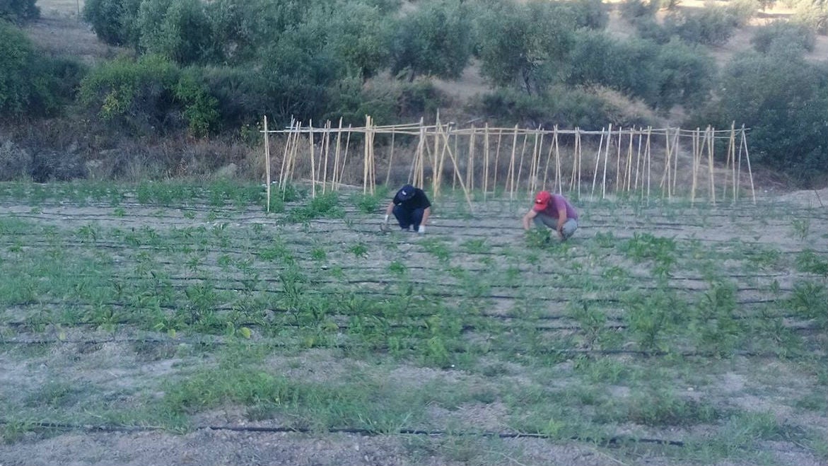 Un juez ordena desalojar una finca de Jaén ocupada por decenas de jornaleros