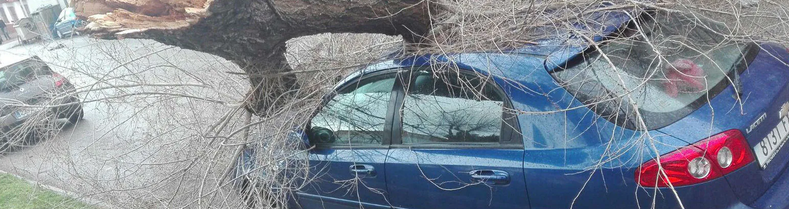 Un árbol arrancado por el viento ha producido daños en un vehículo estacionado en una calle de Jaén