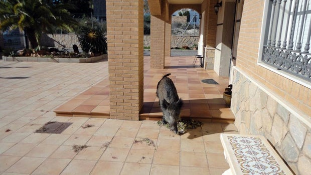 Un jabalí salvaje de 60 Kilos, en el jardín en Huércal de Almería