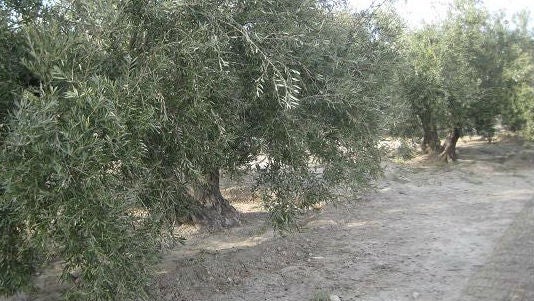 Alarma en Jaén por la detección de la xylella en un olivar de Madrid