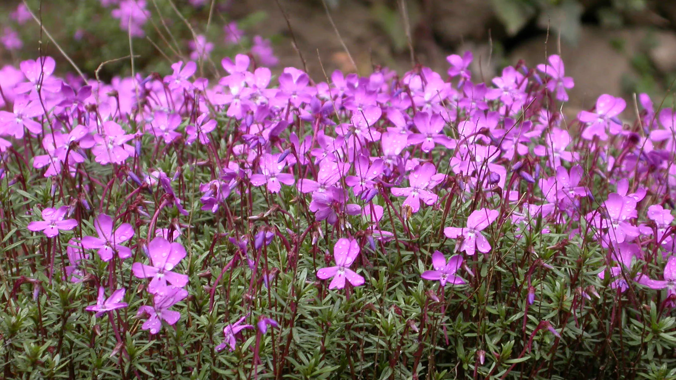 La floración de una violeta autóctona acrecienta la belleza de Cazorla
