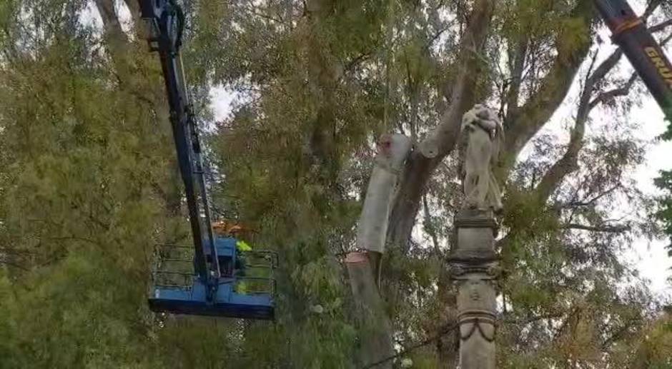 Actuaciones de poda en los árboles del Parque de María Luisa en Sevilla