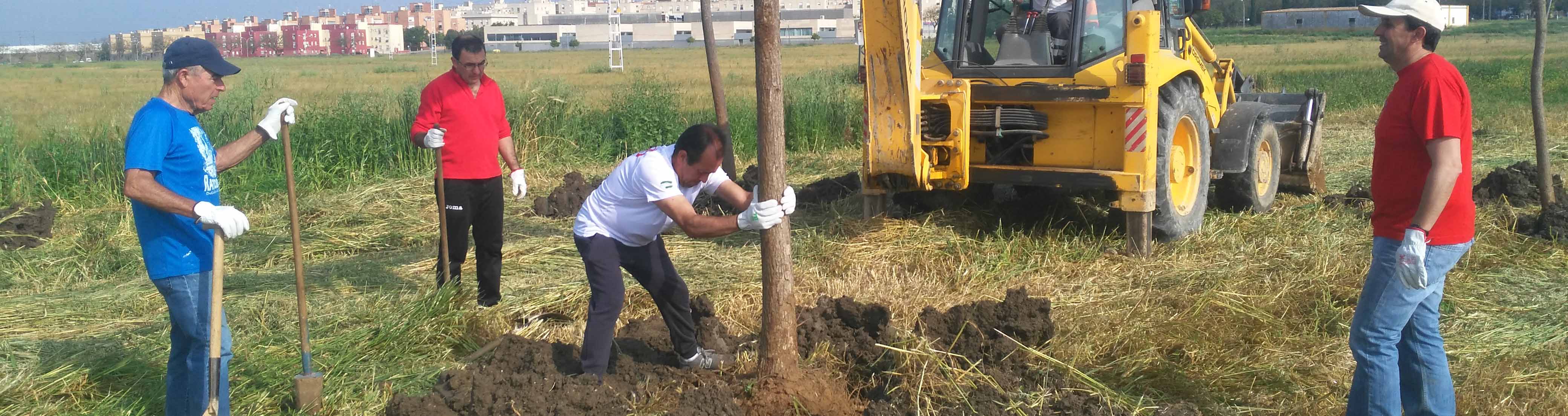 La asociación utrerana ha plantado cientos de árboles en los últimos veinte años