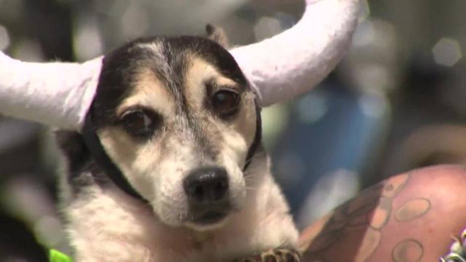 Manifestación en Madrid contra la tauromaquia
