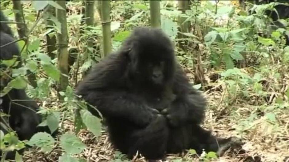 La población de gorilas de montaña en peligro de extinción se recupera