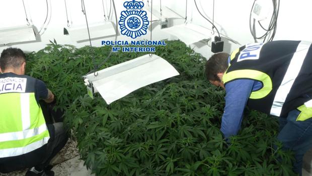 Detenidas dos personas con casi un millar de plantas de marihuana en Jaén
