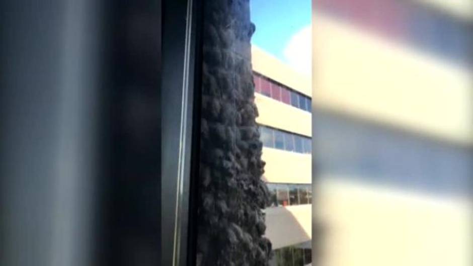 Cientos de murciélagos se posan cada año en la misma pared de un edificio de Houston