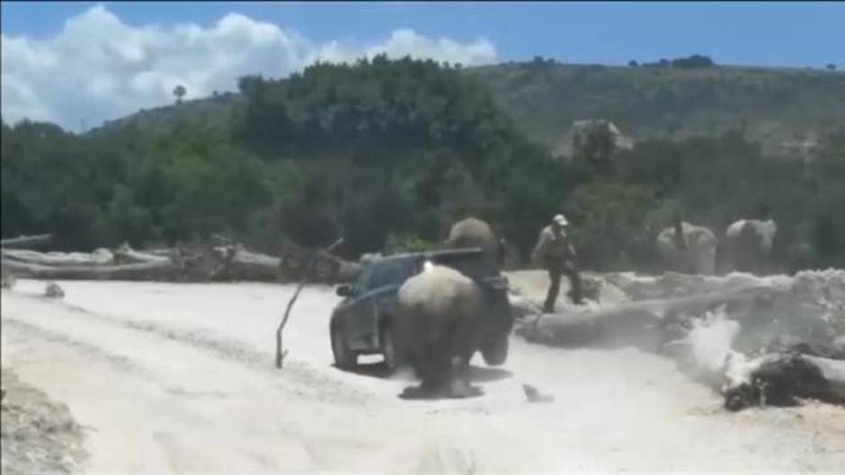 Un rinoceronte causa el pánico de una familia en un safari en México
