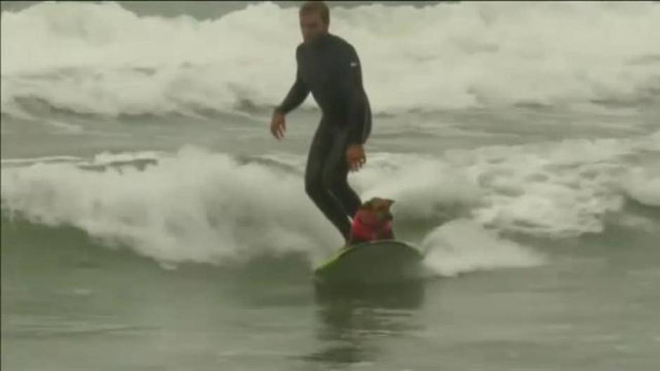 California acoge una nueva edición del Campeonato de Surf para Perros