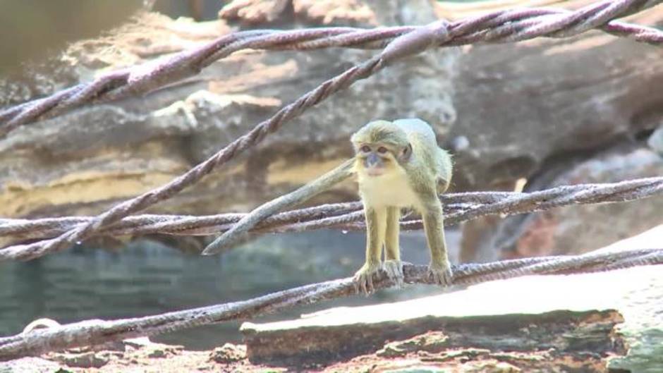 Nace en Bioparc Valencia el primate más pequeño de África