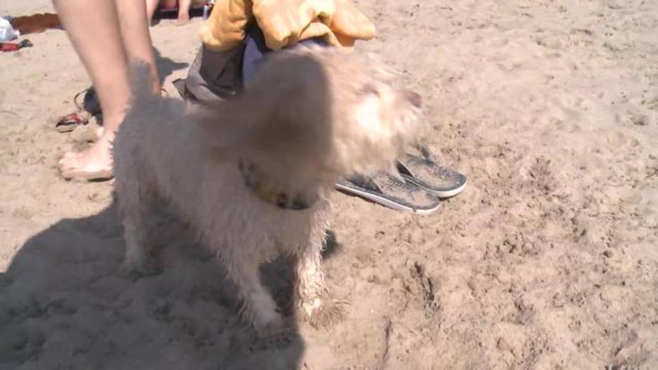 La playa canina de Pinedo afronta su tercer verano en funcionamiento