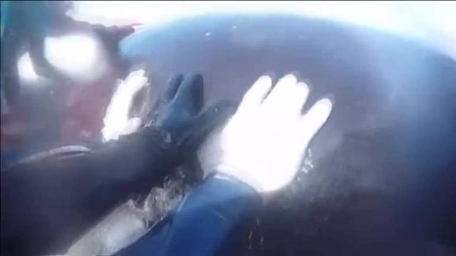 Emocionante rescate a un grupo de orcas en una playa de Argentina