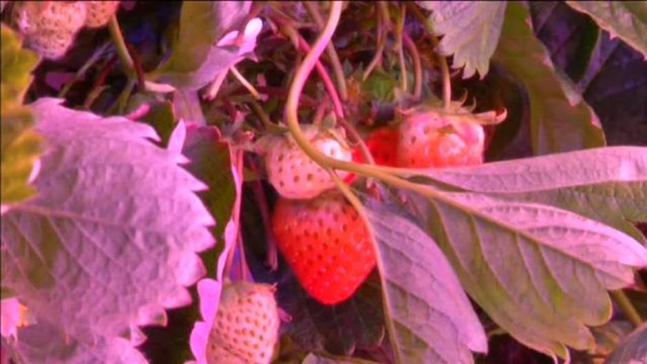 Las fresas cultivadas bajo luz 'led' son ya una realidad en Francia