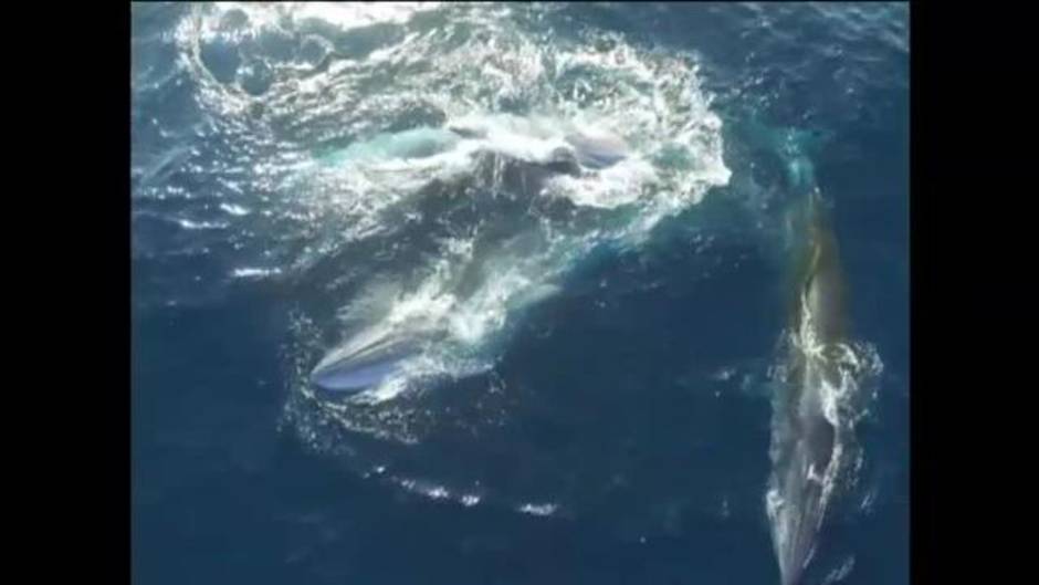 Aparecen tres ballenas cazando juntas en aguas al sur de China