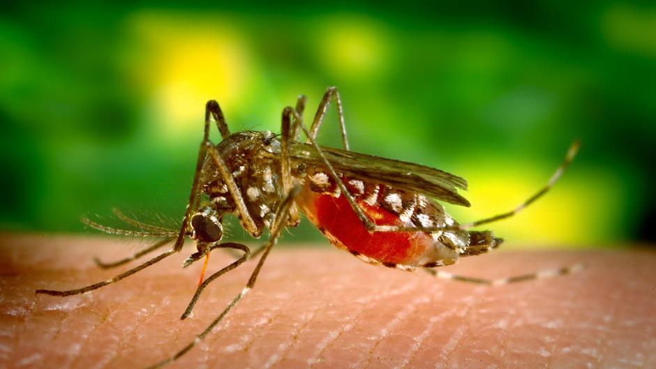 Confirmados dos casos de dengue en España