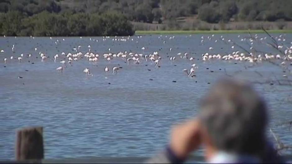 La marisma sevillana de Puebla del Río se tiñe de rosa