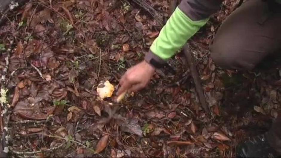 Otoño, manjar de setas