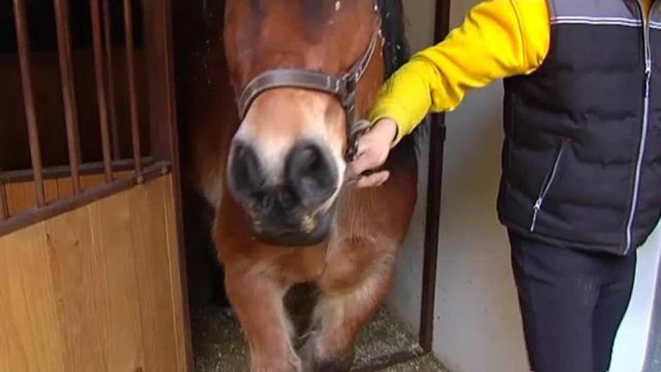 Unicornio, el caballo policía que servirá a la Asociación de Terapias Ecuestres de Valencia