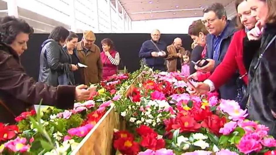 Galicia cultiva más de 30.000 variedades de camelias