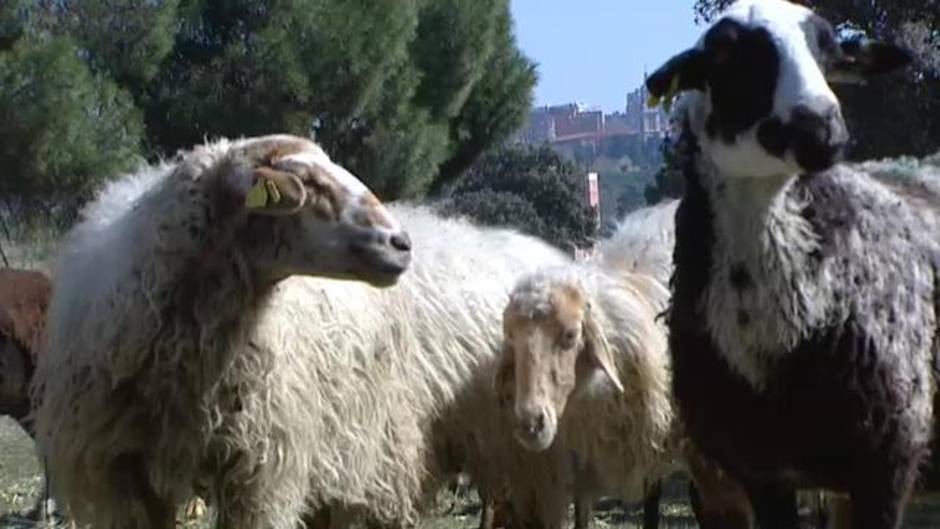 Las ovejas pastan en Madrid