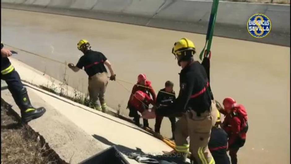 Rescate de un potro en un canal de Sevilla