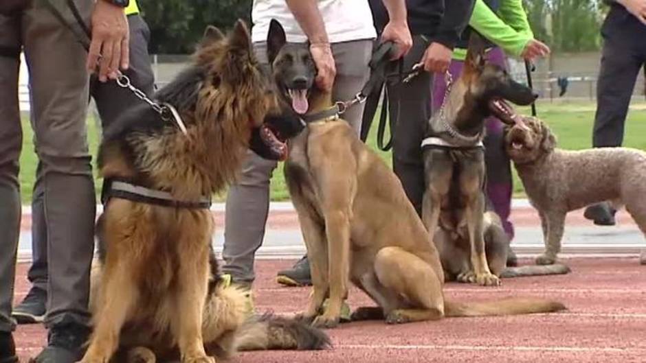 Más de 50 perros policía participan en unas jornadas de unidades caninas