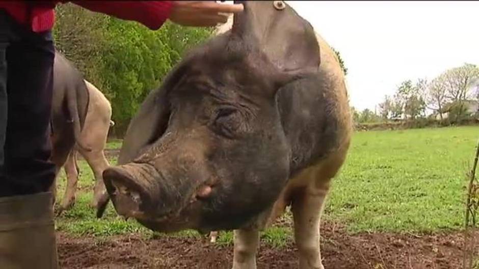 Cesáreo, el ejemplar que evitó la extinción del porco celta
