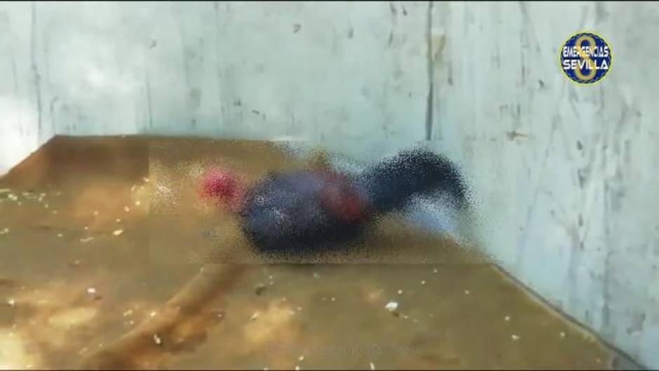 Denuncian a un joven acusado de maltrato animal por realizar peleas de gallos