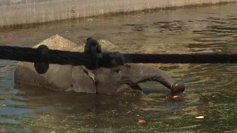 La ola de calor también ha llegado a los zoológicos