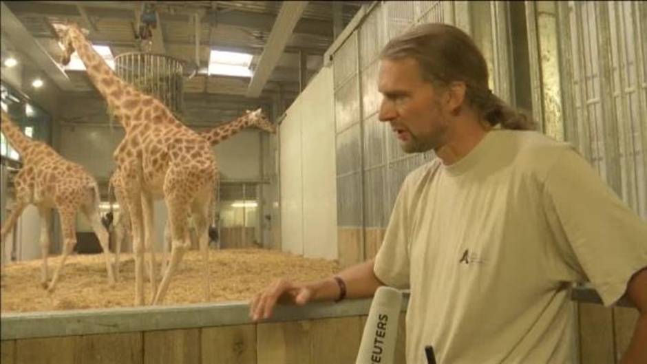 Nace una jirafa en el zoológico de París