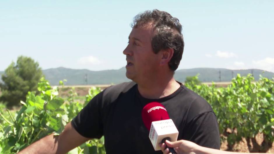 Requena sufre las consecuencias del granizo en sus viñedos