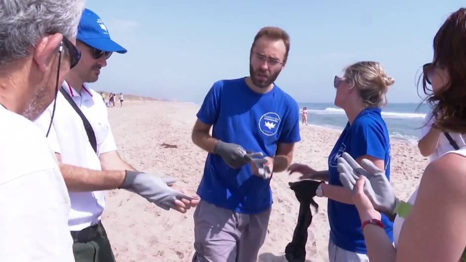 Fundación Oceanogràfic y Cruz Roja conciencian sobre tortugas