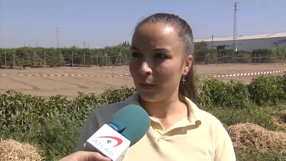 Un agricultor sevillano consigue un racimo de uvas de diez kilos