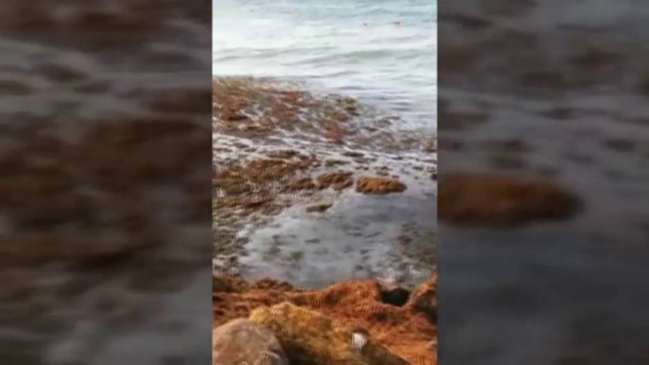 Toneladas de algas siguen invadiendo Tarifa (Cádiz)