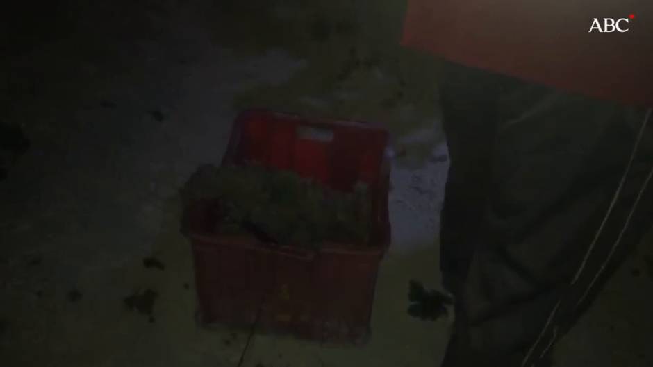 Así es la vendimia nocturna en la campiña de Jerez de la Frontera