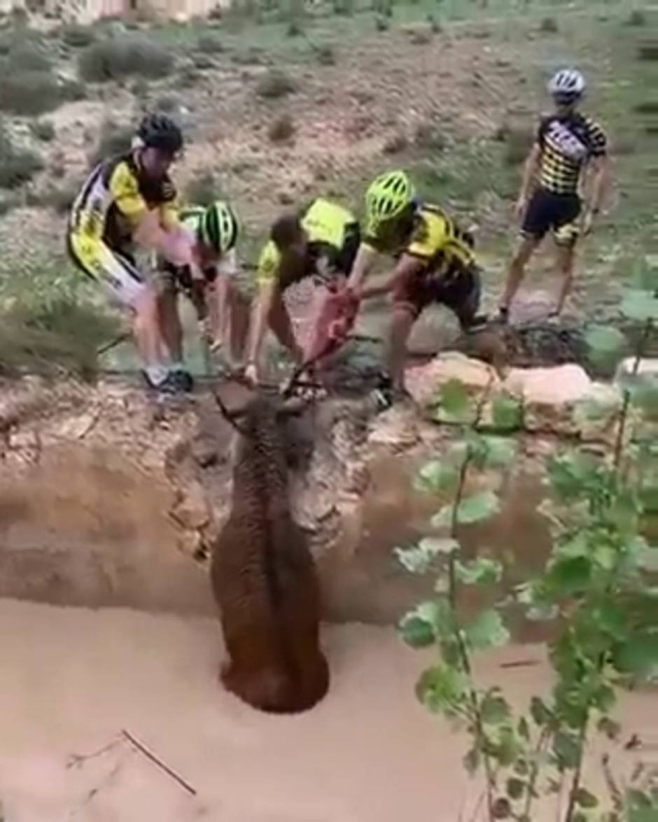 Vídeo viral: un grupo de ciclistas rescata un ciervo a punto de morir ahogado en un río