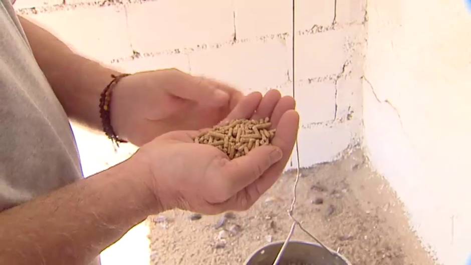 Un escultor se reinventa con una explotación de gallinas autóctonas