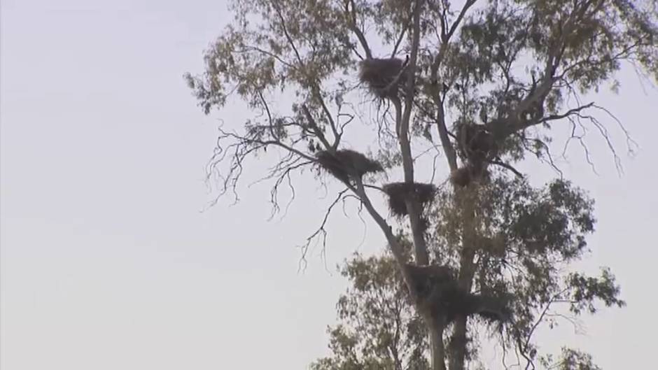 La conservación y la recuperación de las aves, los objetivos a cumplir en su día mundial