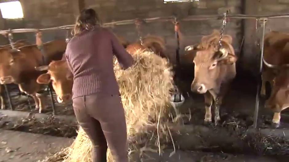 Acuerdo en el sector cárnico para que las granjas se sometan a controles que garanticen el bienestar animal en todo el proceso de producción