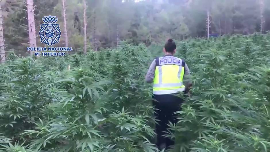 Desamantelan la mayor plantación de marihuana hasta la fecha en Aragón