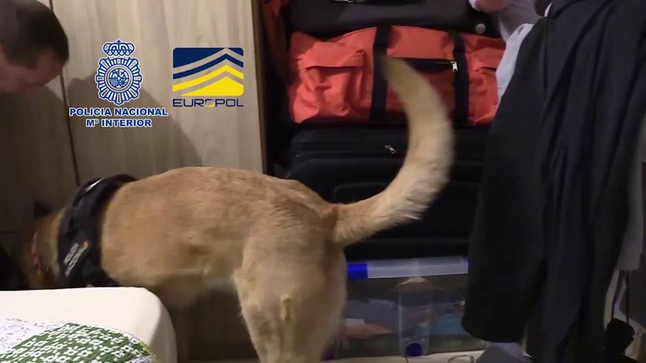 Detenidas 30 personas dedicadas presuntamente a amañar parejas de hecho