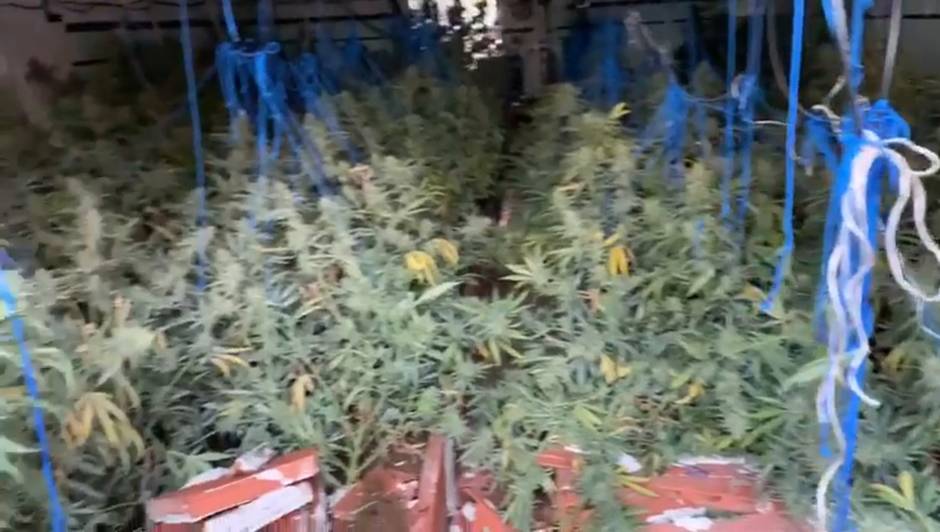 Siete detenidos en Puerto Serrano tras desmantelar cuatro cultivos de marihuana