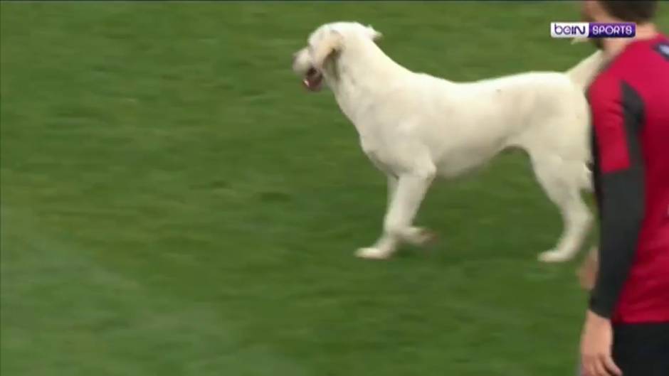 Un perro con habilidades futbolísticas irrumpe en un partido en Turquía