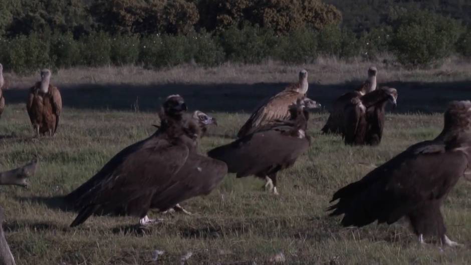 El Parque Nacional de la Sierra de Guadarrama acerca al buitre negro