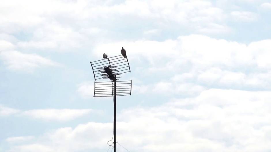 Tercer domingo de confinamiento escuchando el sonido de los pájaros