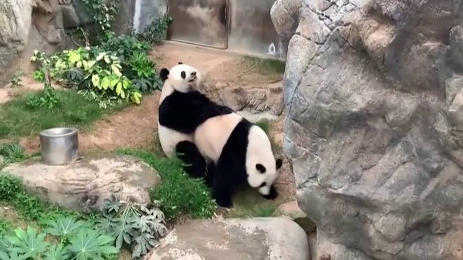 Dos pandas de un zoo de Hong Kong se aparean por primera vez en diez años