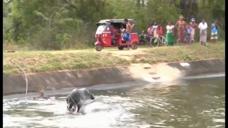 El trabajo en equipo de un grupo de aldeanos en India consigue salvar a un elefante en peligro