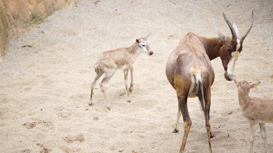 Bioparc vive un "baby boom" durante el estado de alarma