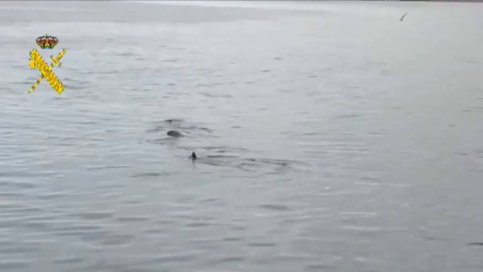 La Guardia Civil avista un tiburón peregrino de más de ocho metros frente a una playa de Granada