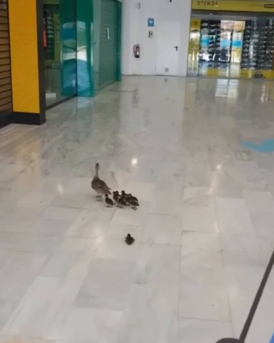 Vídeo: Patos en Bahía Sur, en San Fernando